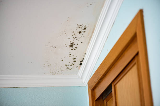 Best Local Mold Removal Service  in Malmstrom Af, MT